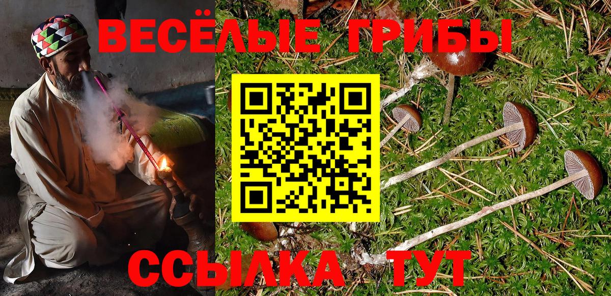 Псилоцибиновые грибы Psilocybe Дербент